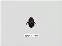 藏品(菲律賓產昆蟲)的圖片